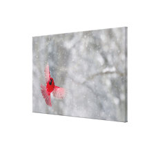 USA, Indiana, Indianapolis. A male cardinal Canvas Prints