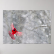 USA, Indiana, Indianapolis. A male cardinal Print