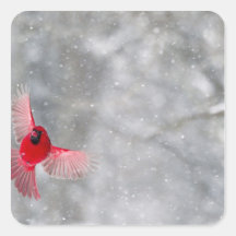 USA, Indiana, Indianapolis. A male cardinal Square Stickers