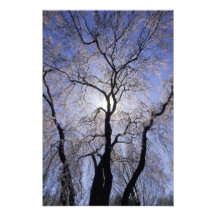 USA, Kentucky, Lexington. Backlit tree and Photo Art