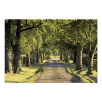 USA, Kentucky, Lexington. Tree-lined driveway,
