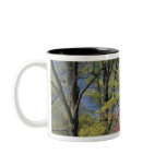 USA, Kentucky, Louisville. Eastern Redbud mugs