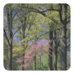 USA, Kentucky, Louisville. Eastern Redbud stickers
