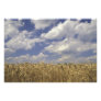 USA, Kentucky, Louisville. Wheat crop and