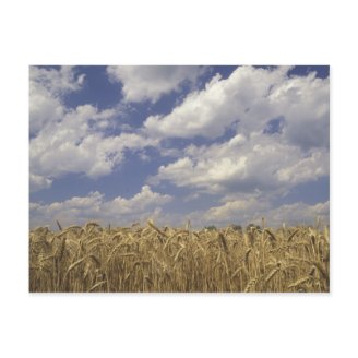 usa_kentucky_louisville_wheat_crop_and_postcard-p239622977878482614en7lo_216.jpg?max_dim=328