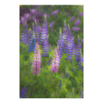 USA, Maine, Southwest Harbor. Blooming lupine