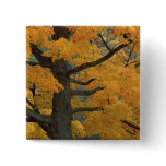 USA, Michigan, Close-up of sugar maple tree in Pinback Button