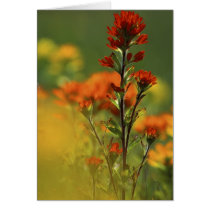 USA, Michigan, Drummond Island, Maxton Plains, Greeting Cards
