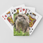 USA, Minnesota, Sandstone, Minnesota Wildlife 15 Deck Of Cards