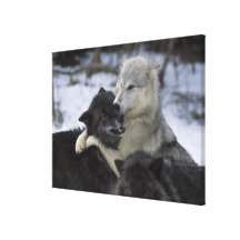 USA, Montana, Wolves playing in snow Gallery Wrap Canvas