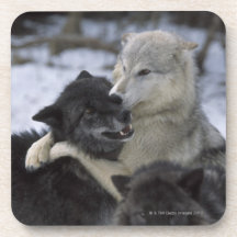 USA, Montana, Wolves playing in snow Drink Coasters