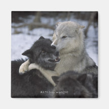 USA, Montana, Wolves playing in snow Fridge Magnet