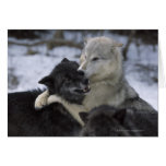 USA, Montana, Wolves playing in snow Greeting Card