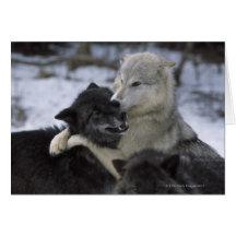 USA, Montana, Wolves playing in snow Greeting Card