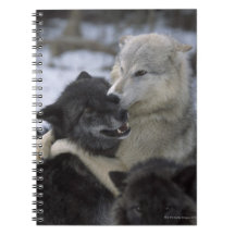 USA, Montana, Wolves playing in snow Spiral Notebook