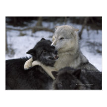 USA, Montana, Wolves playing in snow Postcard