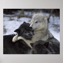 USA, Montana, Wolves playing in snow Poster
