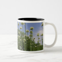 USA, New England, Massachusetts, Boston, 3 Coffee Mugs