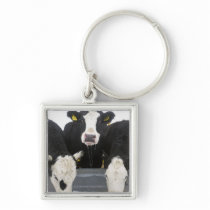 USA, New York State, Cows drinking from frozen Keychains