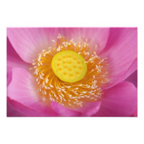 USA; North Carolina; Lotus blooming in the