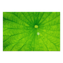 USA; North Carolina; Lotus leaf with dew drop