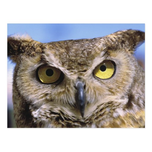 USA, Oregon, Bend. Great Horned Owls are common Postcard Zazzle