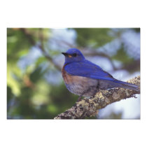 USA, Oregon. Male Western Bluebird
