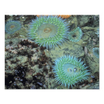 USA, Oregon, Nepture SP. Jewel-toned sea