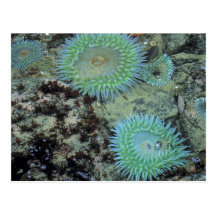 USA, Oregon, Nepture SP. Jewel-toned sea Postcards
