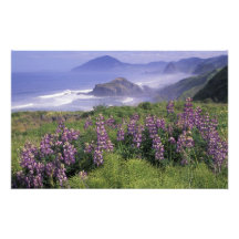USA, Oregon, Nesika Beach. Lupine and Oregon Art Photo
