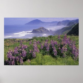 USA, Oregon, Nesika Beach. Lupine and Oregon Poster