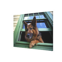 USA, Oregon, Portland. Griff the long-hair Canvas Prints