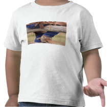 USA, Oregon, Seneca, Ponderosa Ranch. Cowboy Tee Shirts