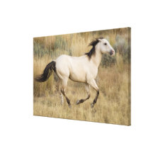 USA, Oregon, Seneca, Ponderosa Ranch. Horse Canvas Prints