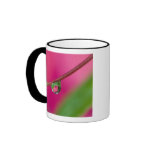 USA, Oregon, Shore Acres Gardens, Water droplet Mugs
