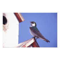 USA, Oregon. Violet-Green Swallow Tachycineta