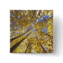 USA, Pacific Northwest. Aspen trees in autumn Buttons