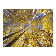 USA, Pacific Northwest. Aspen trees in autumn Post Cards
