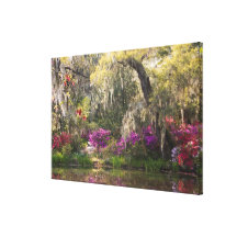 USA, South Carolina, Charleston. Cypress Trees 2 Gallery Wrap Canvas