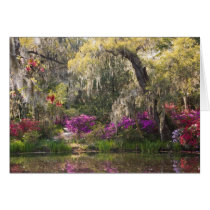 USA, South Carolina, Charleston. Cypress Trees 2 Cards