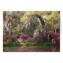 USA, South Carolina, Charleston. Cypress Trees 2 Cards