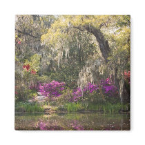 USA, South Carolina, Charleston. Cypress Trees 2 Fridge Magnet