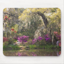 USA, South Carolina, Charleston. Cypress Trees 2 Mousepad