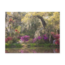 USA, South Carolina, Charleston. Cypress Trees 2 Post Cards