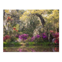 USA, South Carolina, Charleston. Cypress Trees 2 Post Cards