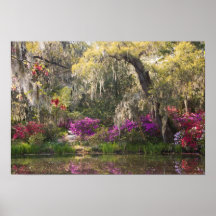 USA, South Carolina, Charleston. Cypress Trees 2 Print