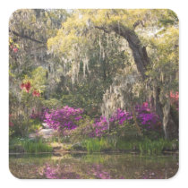 USA, South Carolina, Charleston. Cypress Trees 2 Square Stickers
