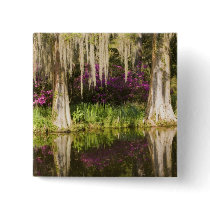 USA, South Carolina, Charleston. Cypress Trees Pin
