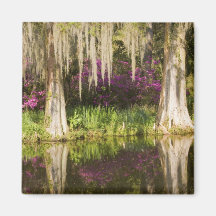 USA, South Carolina, Charleston. Cypress Trees Fridge Magnets