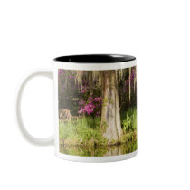 USA, South Carolina, Charleston. Cypress Trees Mug